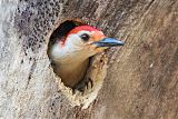 Red-bellied Woodpecker