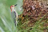 Red-bellied Woodpecker