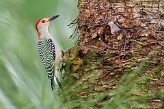 Red-bellied Woodpecker