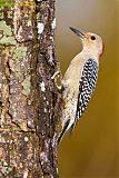 Red-bellied Woodpecker