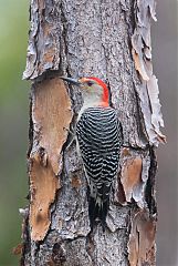 Red-bellied Woodpecker