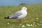 Silver Gull