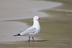 Silver Gull