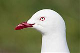 Silver Gull