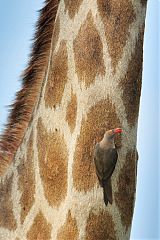 Red-billed Oxpecker