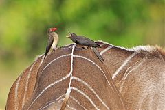 Red-billed Oxpecker