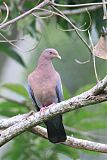 Red-billed Pigeon