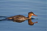 Red-breasted Merganser