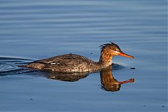 Red-breasted Merganser