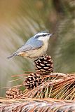 Red-breasted Nuthatchborder=