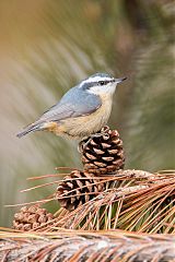 Red-breasted Nuthatch