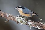 Red-breasted Nuthatchborder=