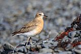 Red-breasted Dotterel