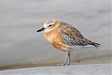 Red-breasted Dotterel