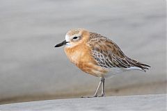 Red-breasted Dotterel