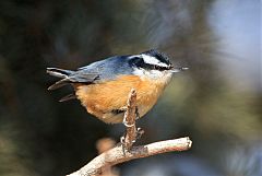 Red-breasted Nuthatch