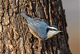 Red-breasted Nuthatchborder=