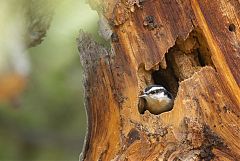 Red-breasted Nuthatch