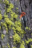 Red-breasted Sapsucker