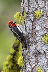 Red-breasted Sapsucker