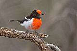 Red-capped Robinborder=