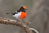 Red-capped Robin