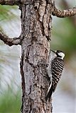 Red-cockaded Woodpecker