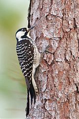 Red-cockaded Woodpecker