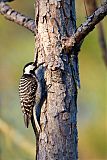 Red-cockaded Woodpecker