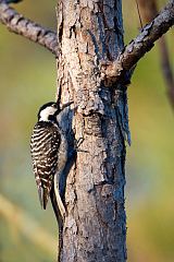 Red-cockaded Woodpecker