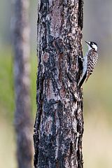 Red-cockaded Woodpecker