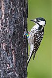 Red-cockaded Woodpecker