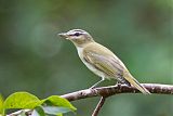 Red-eyed Vireo