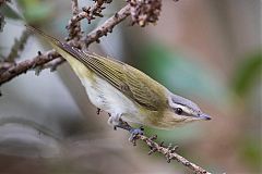 Red-eyed Vireo