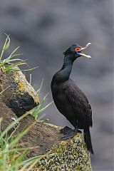 Red-faced Cormorant