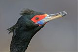 Red-faced Cormorant