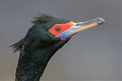 Red-faced Cormorant