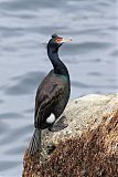 Red-faced Cormorant