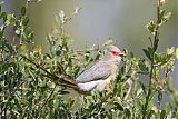 Red-faced Mousebird