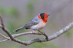 Red-faced Warbler