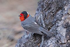 Red-faced Warbler