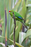 Red-crowned Parakeet