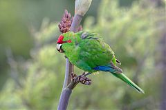 Red-crowned Parakeet