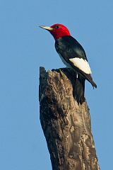 Red-headed Woodpecker