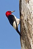 Red-headed Woodpecker