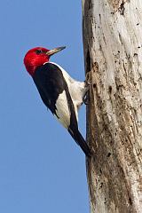 Red-headed Woodpecker