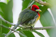 Red-headed Barbet