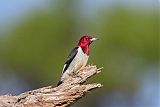 Red-headed Woodpecker