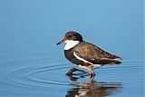 Red-kneed Dotterel