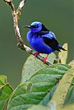 Red-legged Honeycreeper